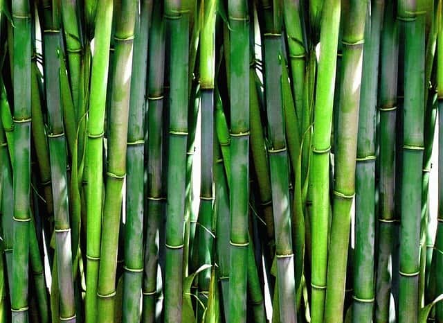 Bamboo story